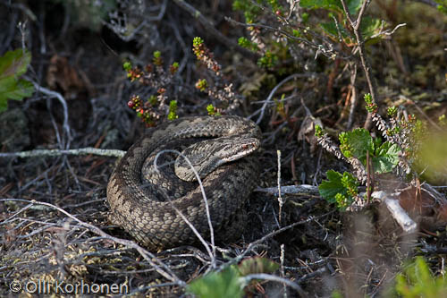 Kyy lämmittelee. Vipera berus