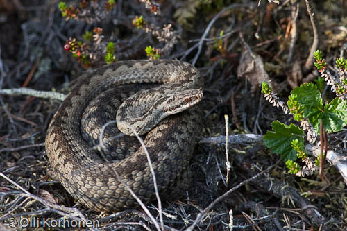 Kyy kiepissä. Vipera berus