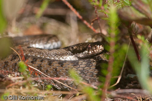 Kyy piilossa suokasvien keskellä. Vipera berus