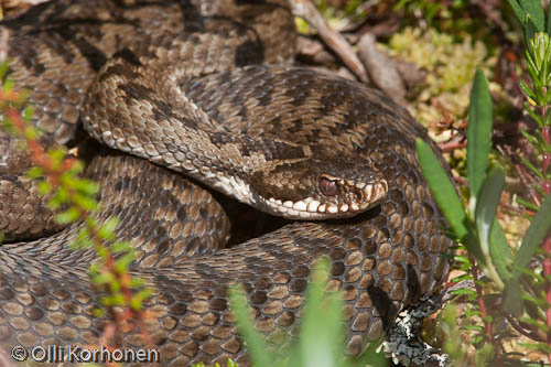 Kyy kiepissä lähikuvassa. Vipera berus