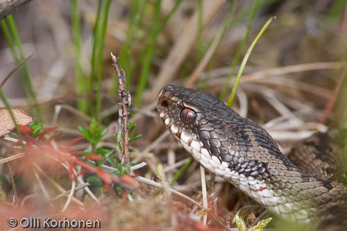 Kyyn pää lähikuvassa. Vipera berus