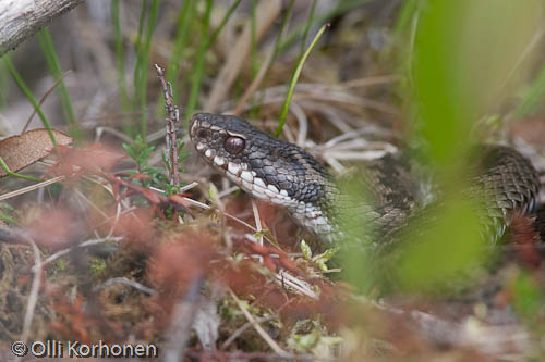 Kyy valmiina iskemään. Vipera berus