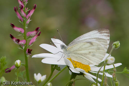 Lanttuperhonen, Pieris napi, päivänkakkaralla