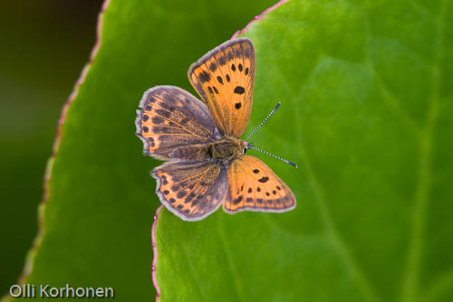 Loistokultasiipi , Lycaena virgaureae