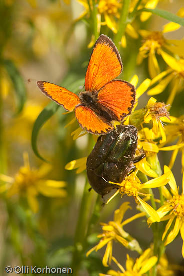 Loistokultasiipi, Lycaena virgaureae, Kuparikuoriainen, Potosia cuprea, Protaetia cuprea