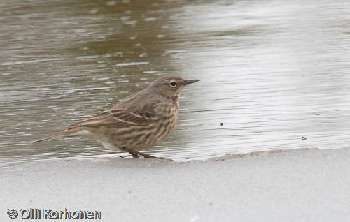 Luotokirvinen, Anthus petrosus, Rautalampi, Tyyrinvirta.