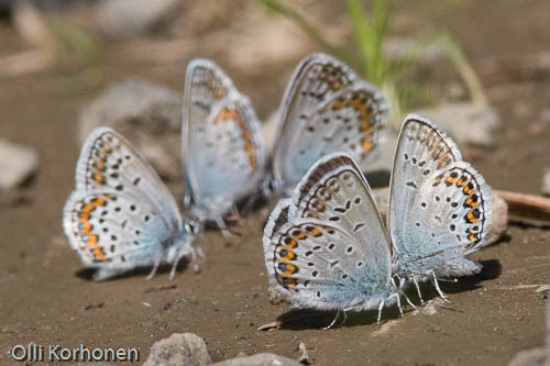 Kangassinisiipi, Plebeius argus