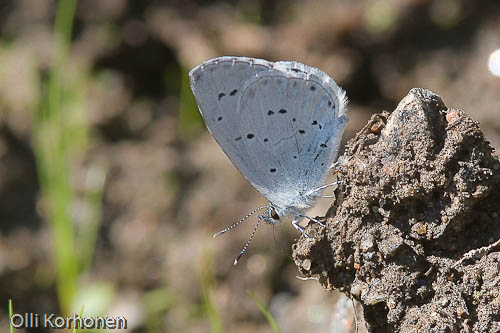 Paatsamasinisiipi, Celastrina argiolus