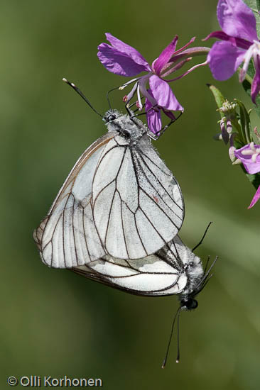 Pihlajaperhonen,  Aporia crataegi, perhoset parittelevat