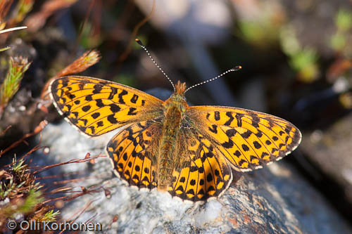 Pursuhopeatäplä ,Boloria euphrosyne