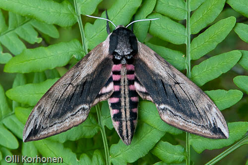 Syreenikiitäjä, Sphinx ligustri