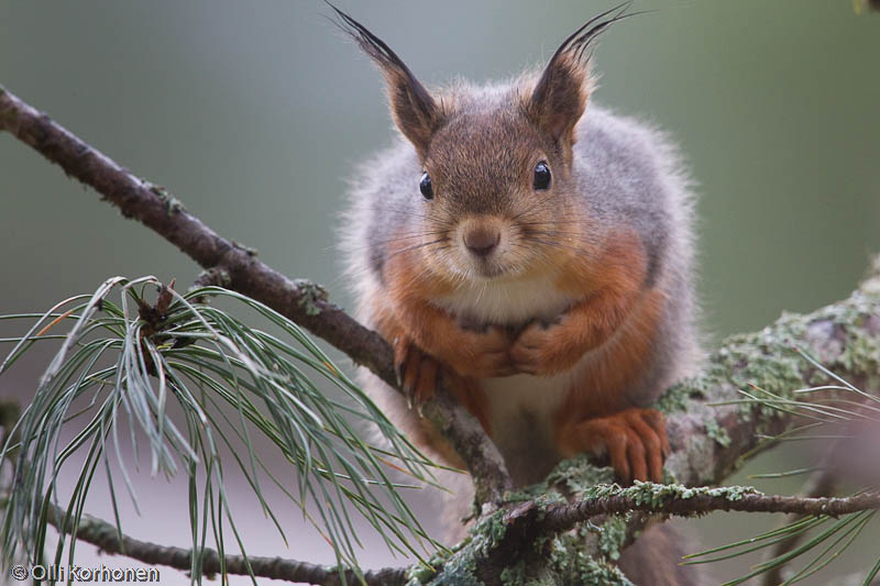 Orava tuijottaa kuvaajaa.