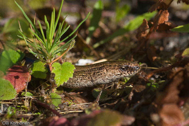 vaskitsa, slow worm