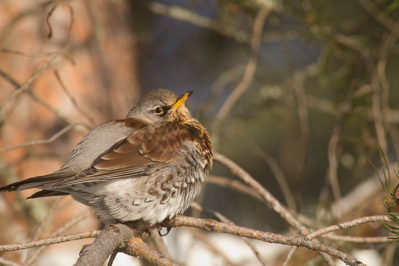 räkättirastas, fieldfare