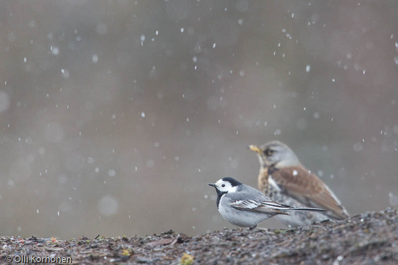 västäräkki,white wagtail,lumi,snow