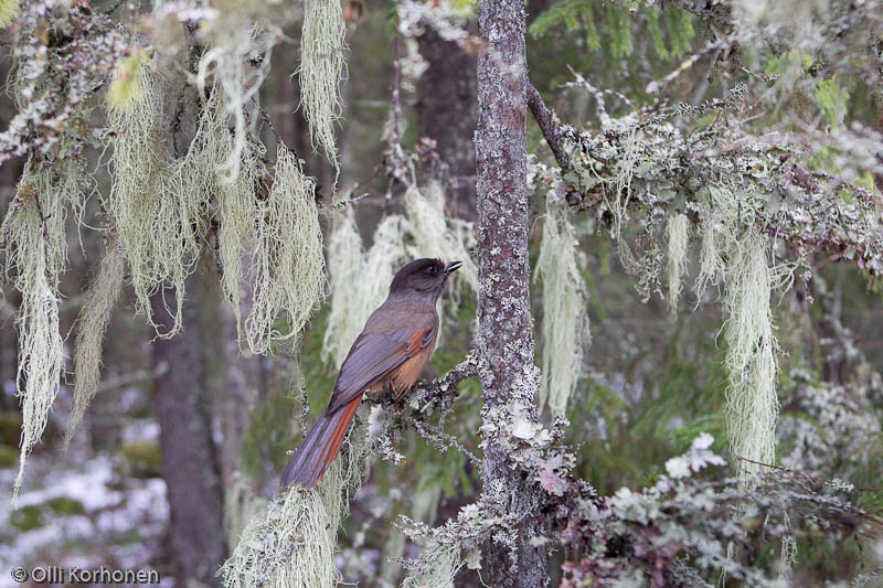 Kuukkeli naavametsässä