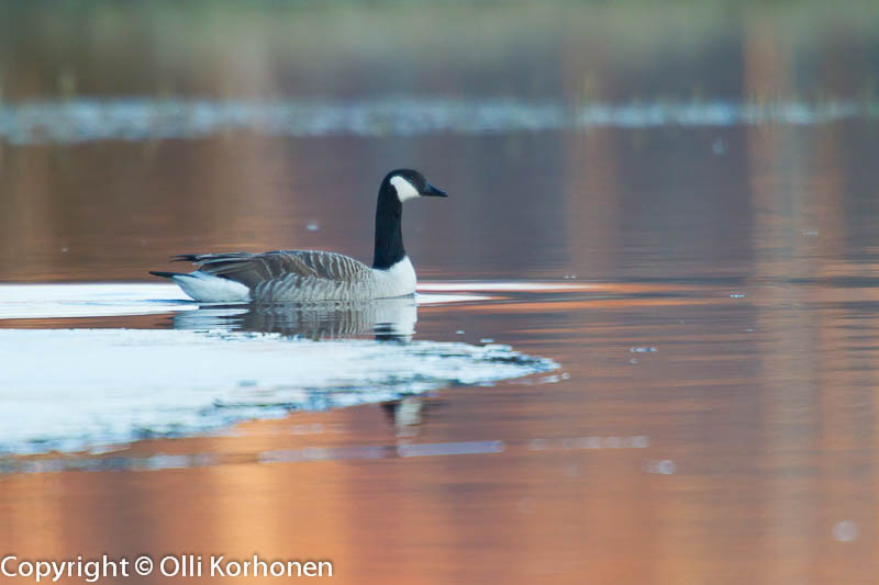 kanadanhanhi, canada goose