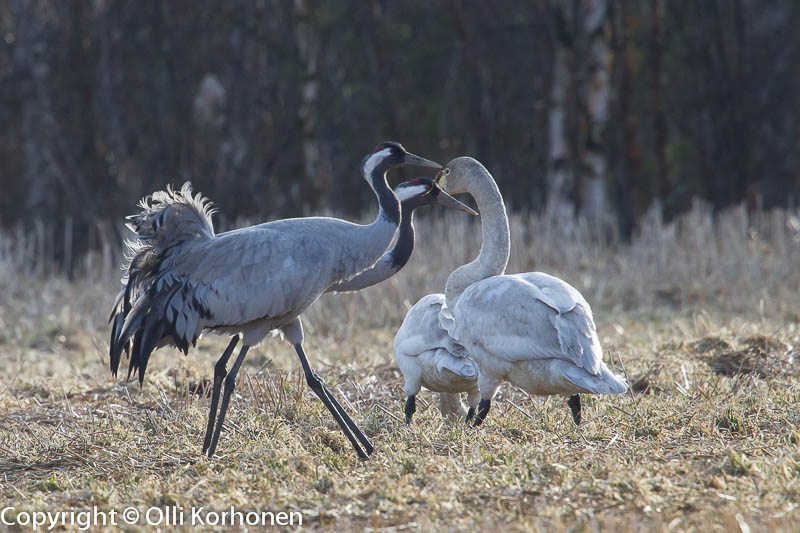 kurki,grue,crane