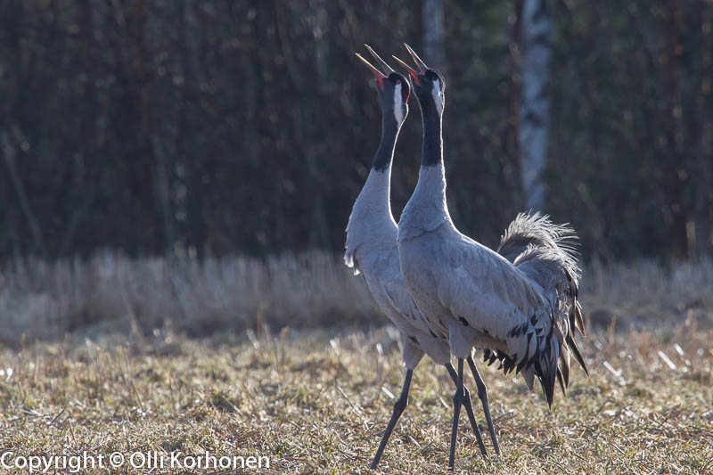 kurki,grue,crane