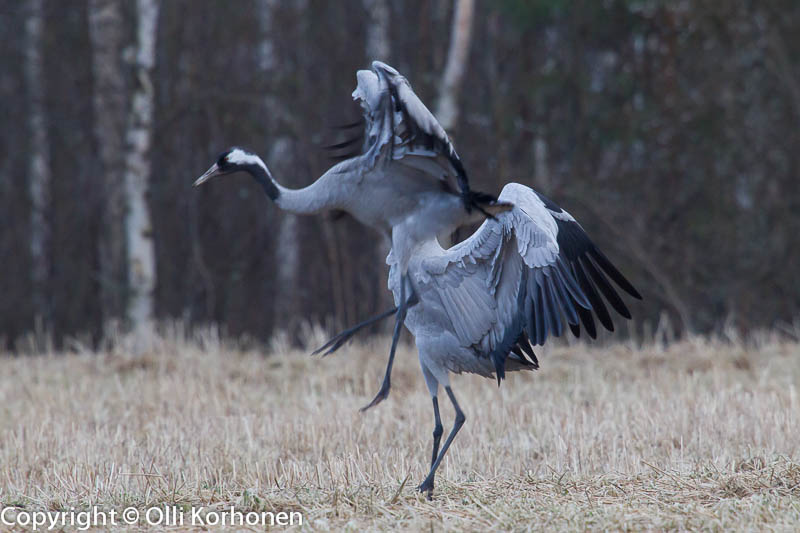 kurki,grue,crane