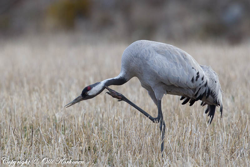 Kurki,crane,grue