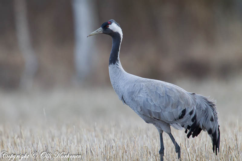 kurki,crane,grue