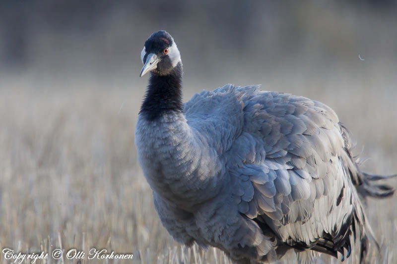 kurki,crane,grue