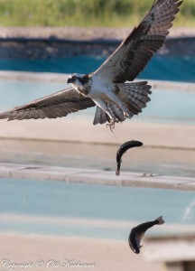 sääkisi, kalasääski. osprey, two fish