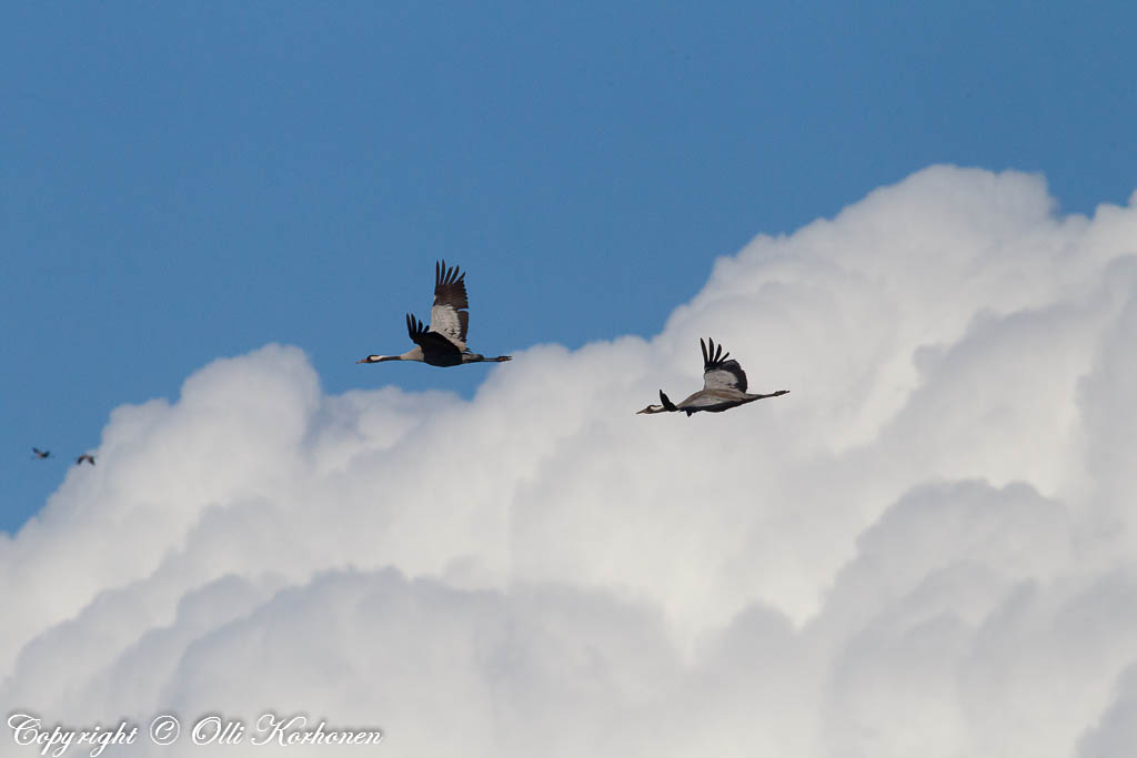 Kurjet lentävät pilvien yläpuolella