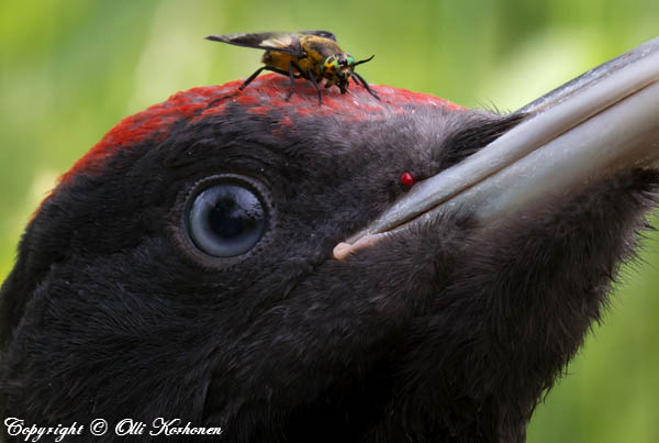 palokärki,paarma,black woodpecker,horse fly