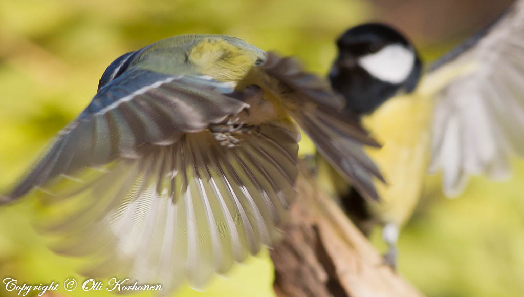 sinitiainen,blue tit