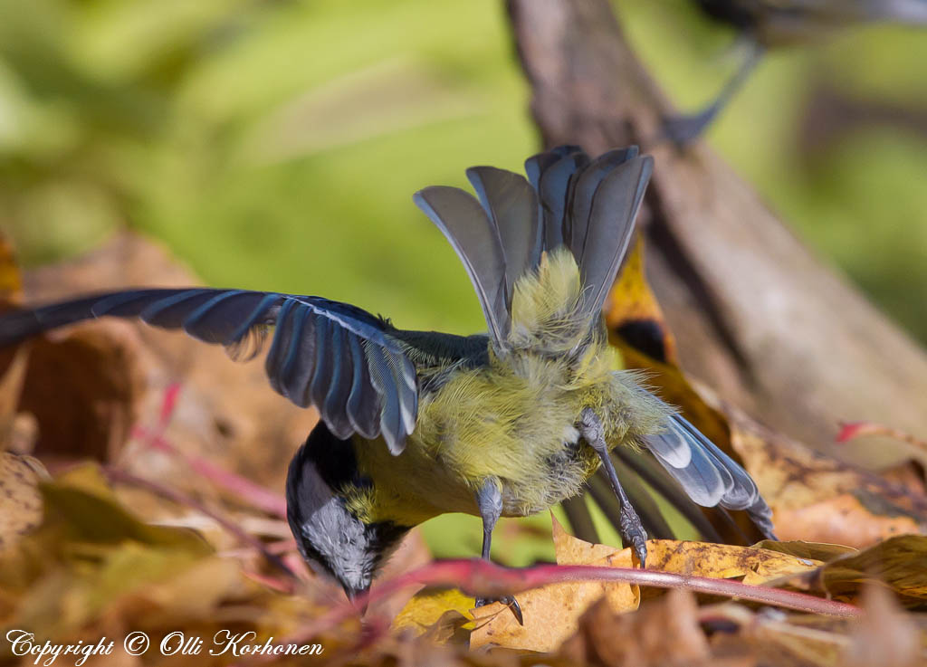 Sinitiainen, blue tit