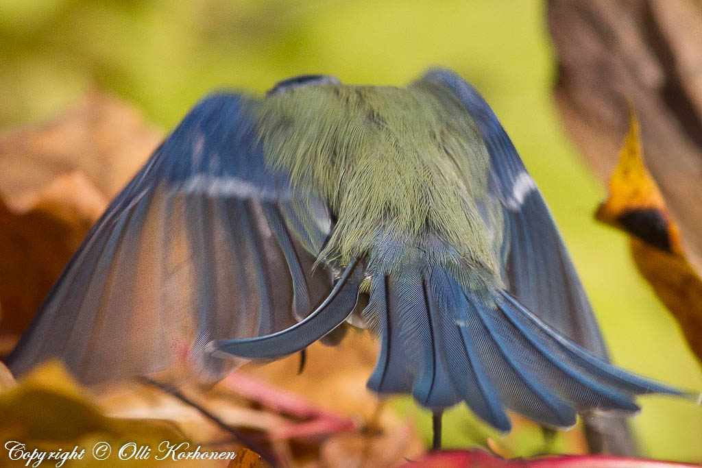 sinitiainen, blue tit