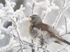 fieldfare-2012-9535