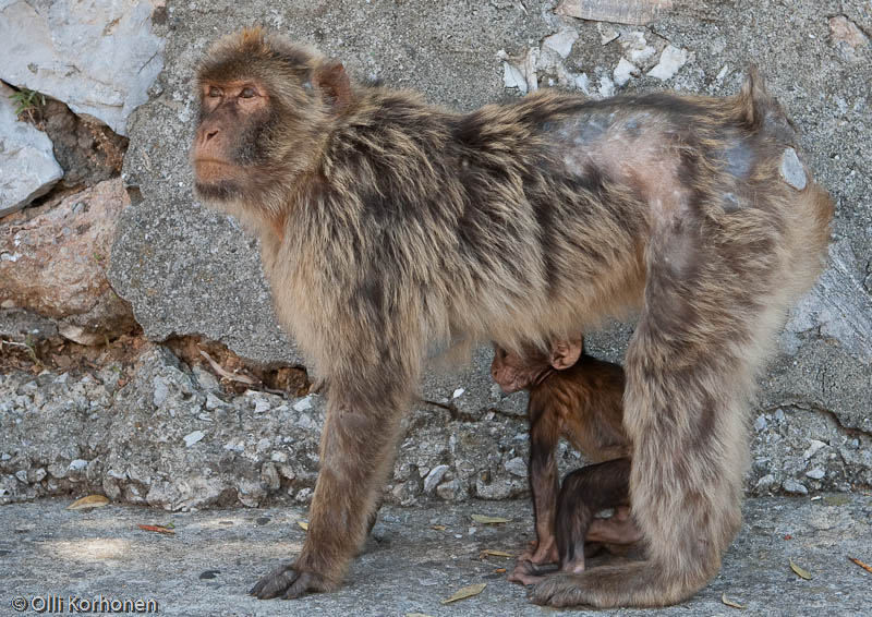 apina-gibraltarilla-2011-8498