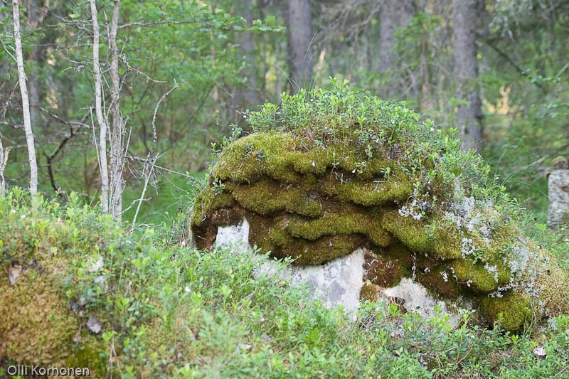 Lilleri Lalleri suomalaisessa metsässä.