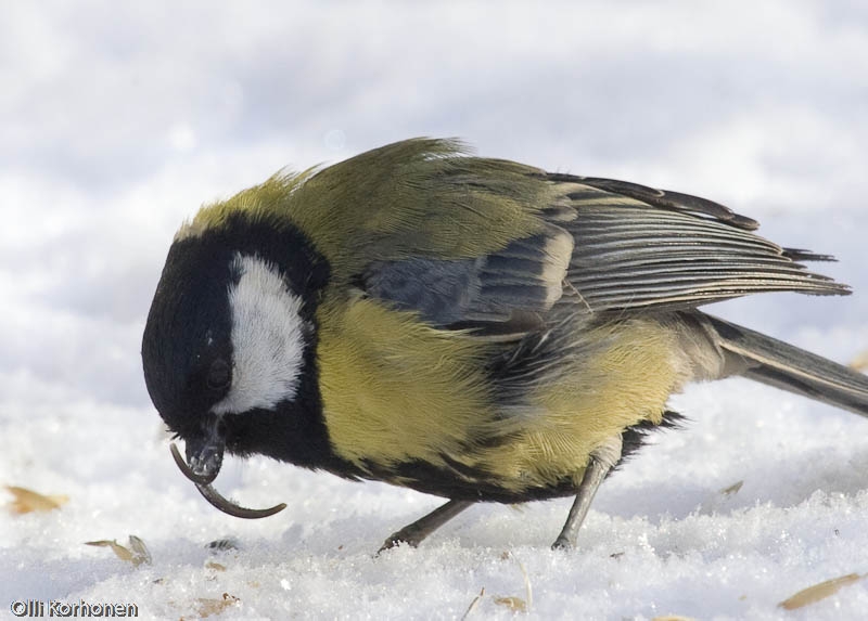 Suonenjoen Iisvedella saksinokkainen talitiainen vierailu lapi talven omakotitalon ruokinnalla. Helmikuu, 2005.
Seuraavan talven tullen lintu palasi, mutta toinen leuista lyhenneena.