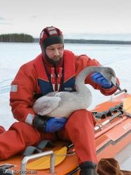 Palomies pelastettu nuori lauljoutsen sylissään.