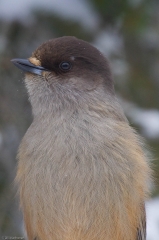 Kuukkeli Valkokulma.