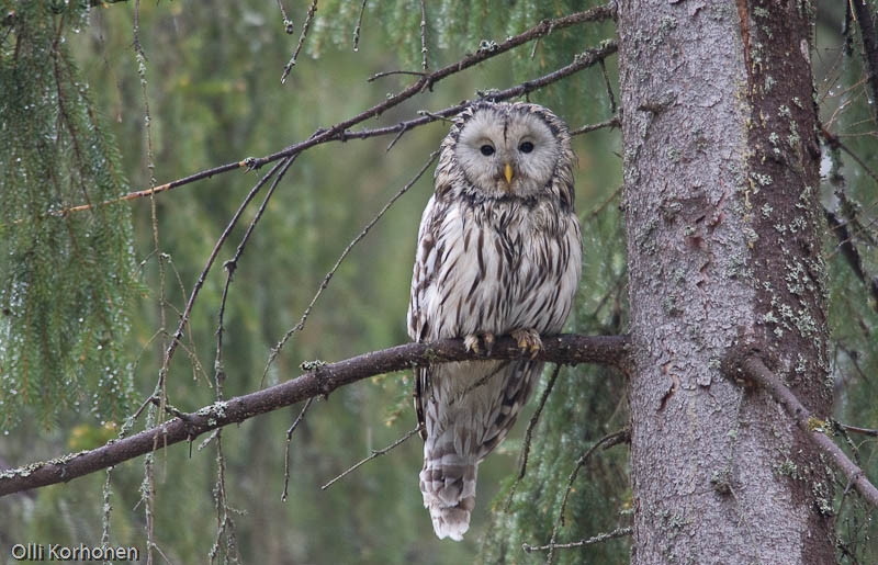 Kuva, photo, foto: viirupöllö, ural owl, chouette de l'oural, strix uralensis, slaguggla, Habichtskauz