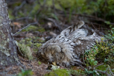 00258 puuhun törmännyt viirupöllö LKA 2 2005