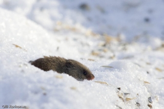 Myyrä etsii ravintoa hangen päältä lintujen ruokintapaikalla.