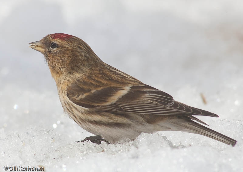 Ruskourpiainen, Lesser Redpoll, Carduelis flammea cabaret