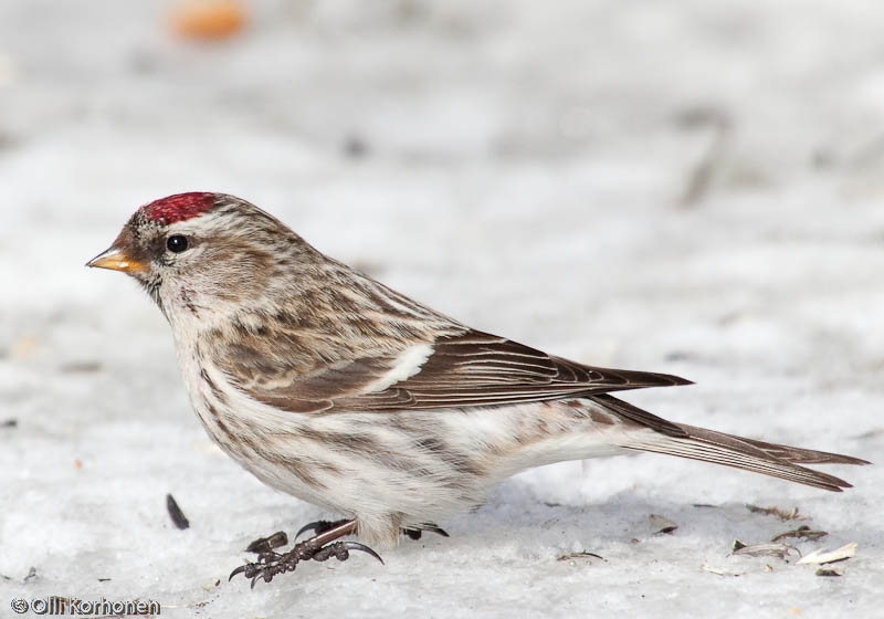 Urpiainen, Gråsiska, Redpoll, Carduelis flammea