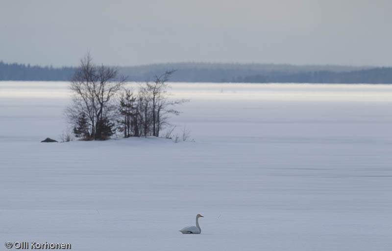 Laulujoutsen lepää lumipeitteisen järven selällä.