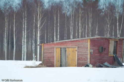 Laulujoutsen pellolla keväthangella.