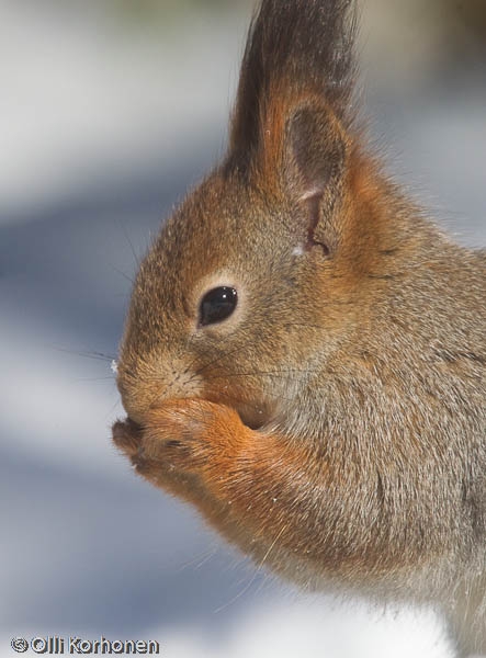 Kuiskaava orava.