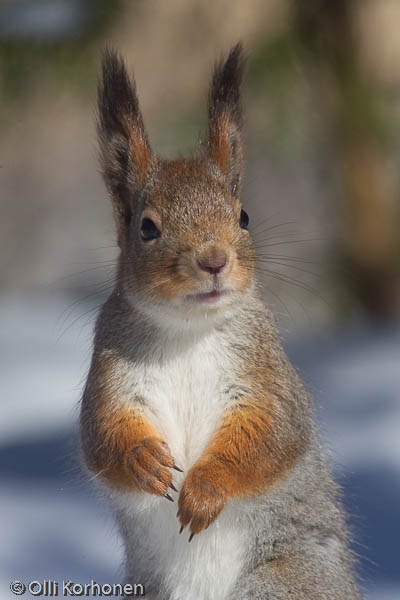 Ihmettelevä orava.