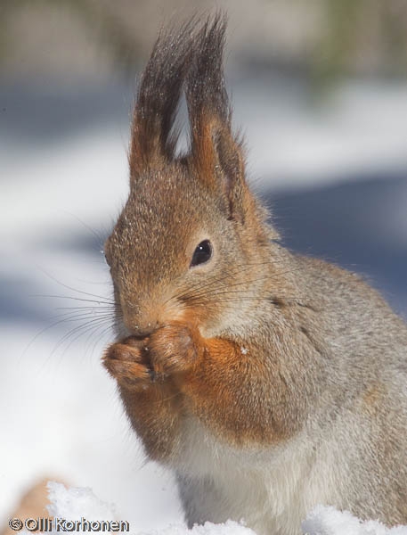 Hihittävä orava.