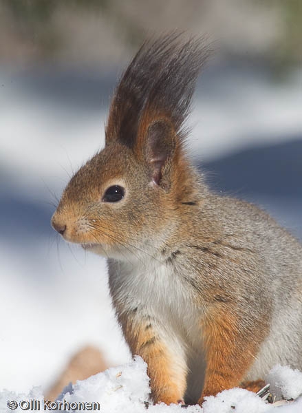 Vauhdikas orava.